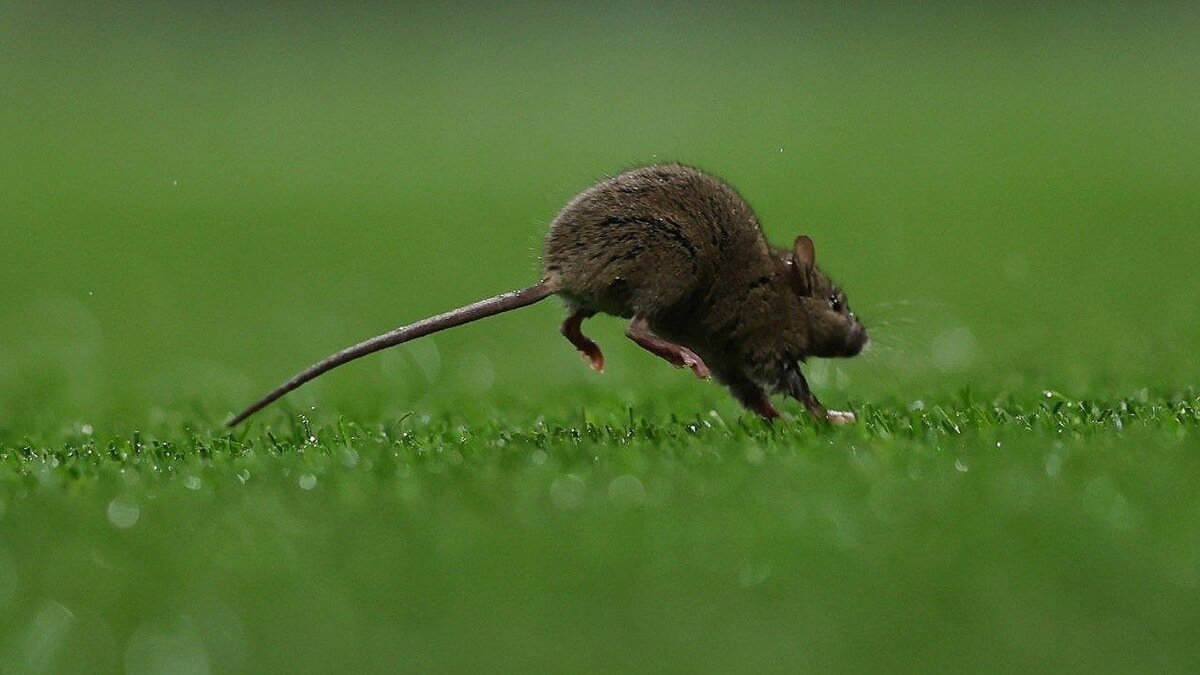 ببینید | ورود موش، بازی ولز و بلژیک را برای دقایقی متوقف کرد!